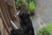 Watch bear walks up to new york home opens front door
