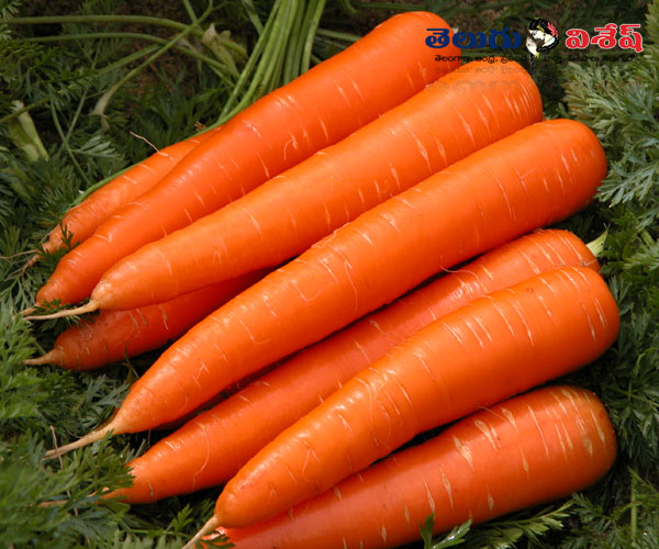 Photo of 0 | healthy diet foods | క్యారెట్స్ (carrots) | health tips