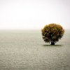 మంగ్లా లేక్ మధ్యలో చెట్టు (tree in the middle of lake Mangla)