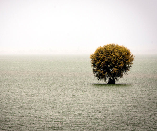 Photo of 0 | india pakistan border | మంగ్లా లేక్ మధ్యలో చెట్టు (tree in the middle of lake Mangla) | beautiful locations