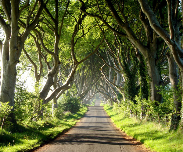 ది డార్క్ హెడ్జెస్ (The Dark Hedges) | Photo of 0 | famous trees | famous trees