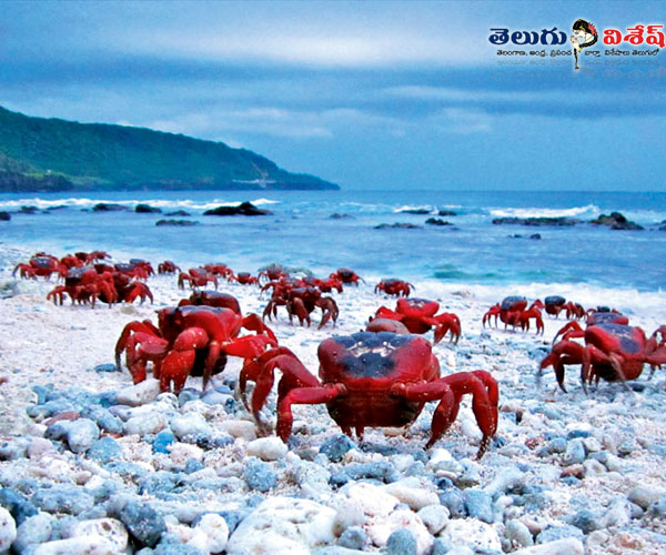 క్రాబ్ ఐల్యాండ్ (Crab Island) | animals living places | Photo of 0 | worlds animals destination