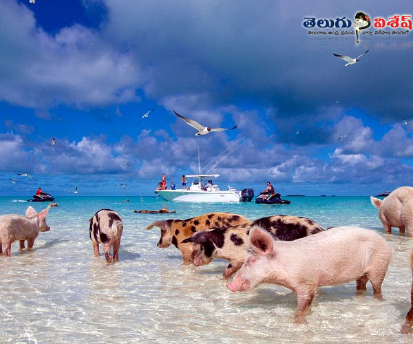 crab island | Photo of 0 | పిగ్ బీచ్ (Pig Beach)  | monkey island