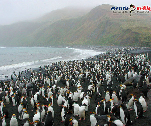 Photo of 0 | animals destinations | రాయల్ పెంగ్విన్ ఐల్యాండ్ (Royal Penguin Island) | monkey island