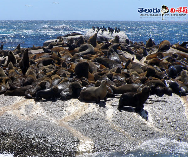 Photo of 0 | animals destinations | సీల్ ఐల్యాండ్ (Seal Island)  | animals destinations
