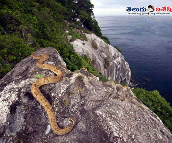 స్నేక్ ఐల్యాండ్ (Snake Island) | animals tourist places | worlds best destinations | Photo of 0