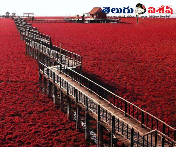 రెడ్ బీచ్ (Red beach) | Photo of 0 | best places in world | hidden wonders of world