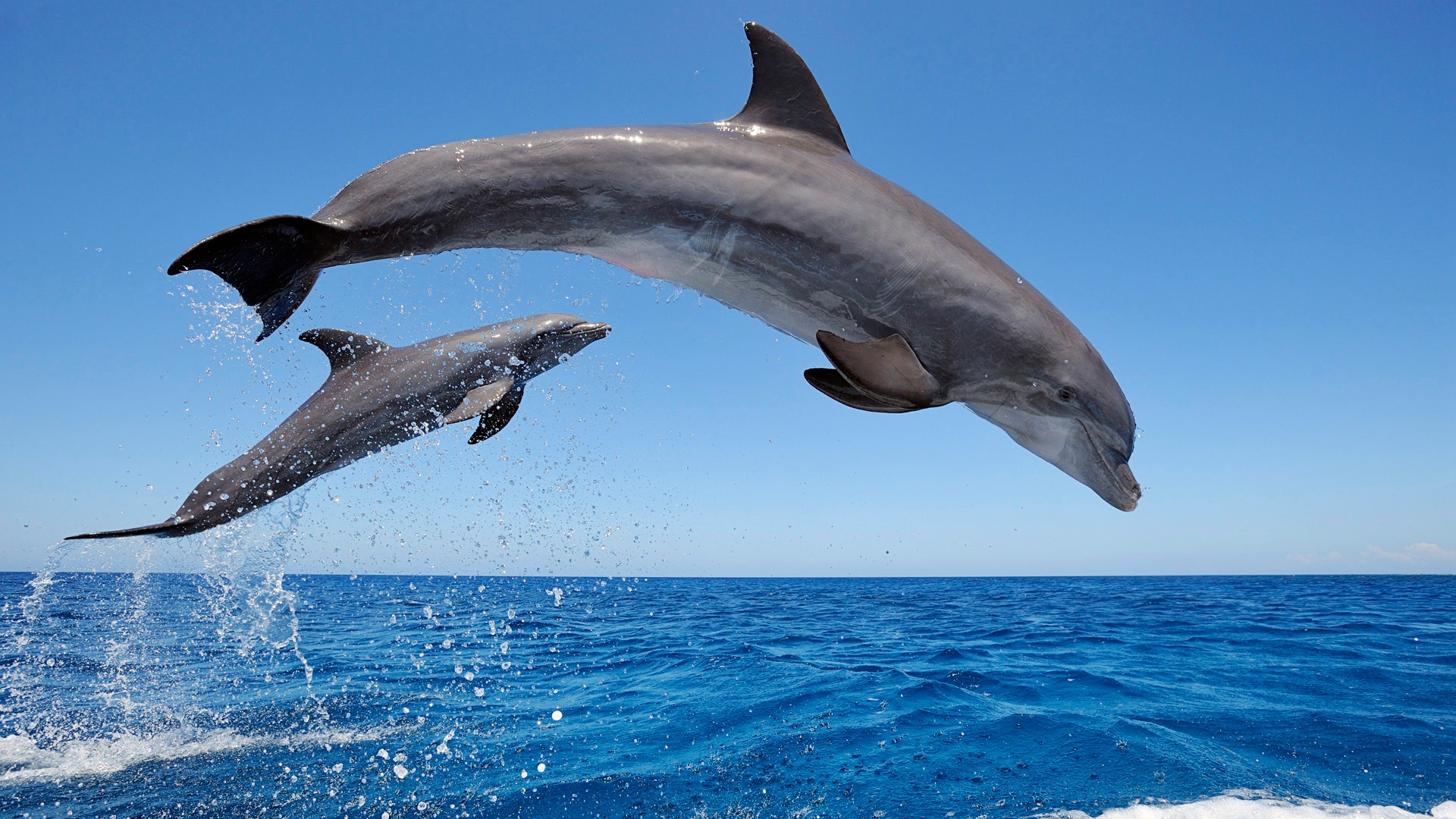 common_bottlenose_dolphins-1920x1080 |  |  | Photo 1of 1
