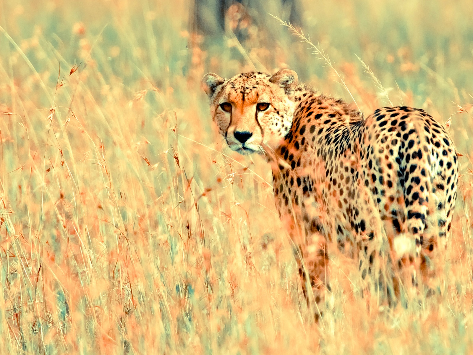 Photo 1of 1 | beautiful_cheetah-1600x1200 |  | 
