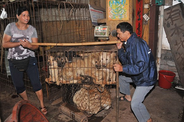 dog-eating-1