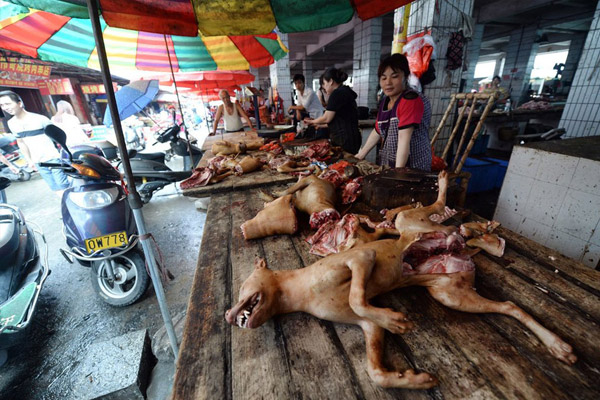 dog-eating-4