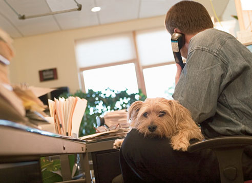 Pet dogs in the workplace 'may ease stress