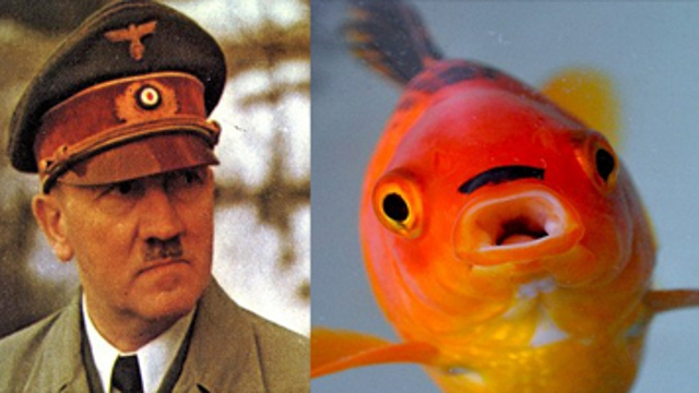 This Fish Looks Like Hitler