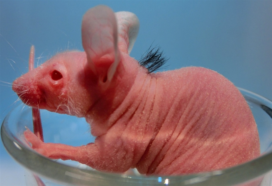 Japanese Scientists Regenerate Human Hair on Bald Mouse