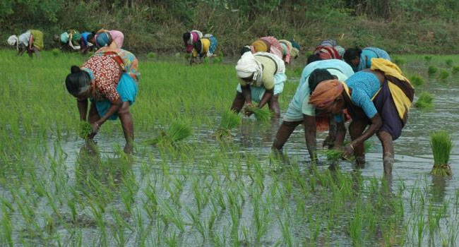 agricalchar labour