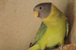 parrot saves owner’s life from house fire in uk