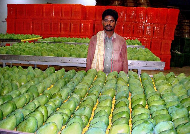 mango farmers in vijayawada 