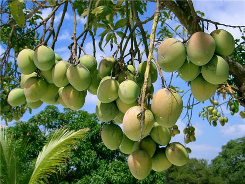 mango farmers in vijayawada 