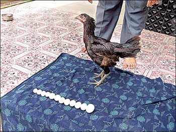 Golden-Hen