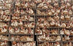 hens