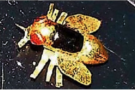 goldfly