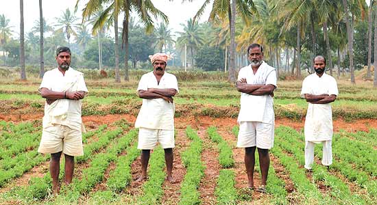 Prisoners to cultivate Alfalfa for Himalaya Herbal