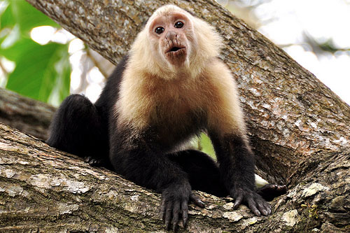 Aggressive monkeys are overrunning Delhi