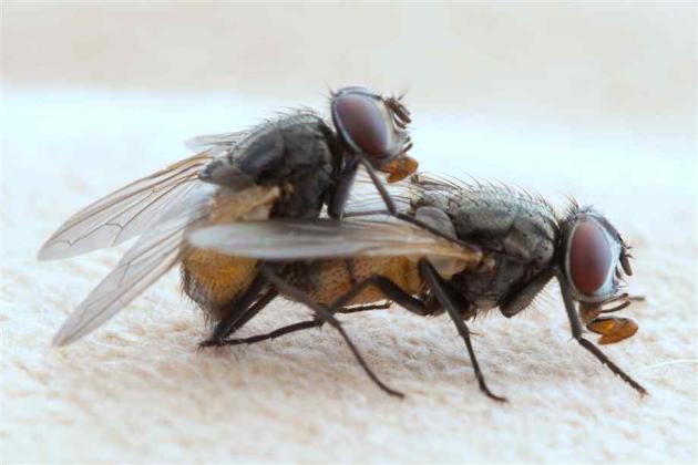 Why are only 2 flies allowed in toilets in China?