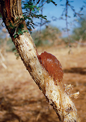 Gum karaya 