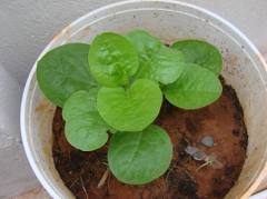 non_veg_plants