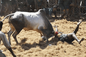jallikattu