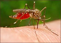 mosquito