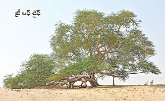 Tree-of-life
