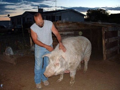 Farmer eaten by own pigs