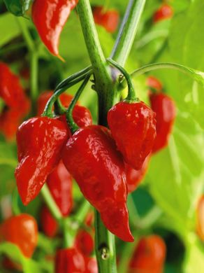 assam bhut Jolokia' the hottest chilli in guinness book