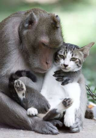 Cat + Monkey = milk 