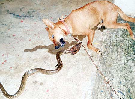 snake vs dog fight 