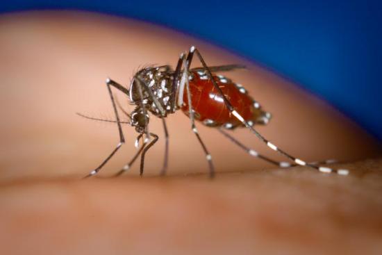 hyderabad jail in dengue fever