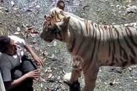 Delhi zoo officials says white tiger vijay will not kills human beings