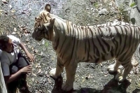 Delhi zoo tiger original video