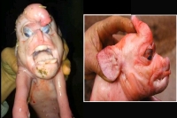 Mutant pig with human face and penis on its forehead dead