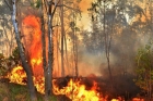 Tirumala hills fire in control