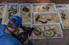 Stinking house with full of snakes