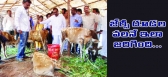 Minister c ramachandraiah vows to protect calves
