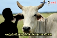 A drunk man raped a cow in madhyapradesh