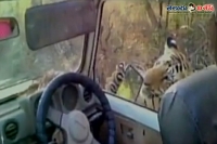 A tourist has captured tiger coming close to his car