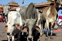 Dalit activist demand give cows aadhaar cards