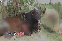 Miscreants throw acid on bulls and cows in agra