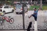 Dogs reacting to this young boy s bhangra moves is leaving netizens in splits