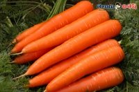 Carrot best food to take in tea break times health home remedies